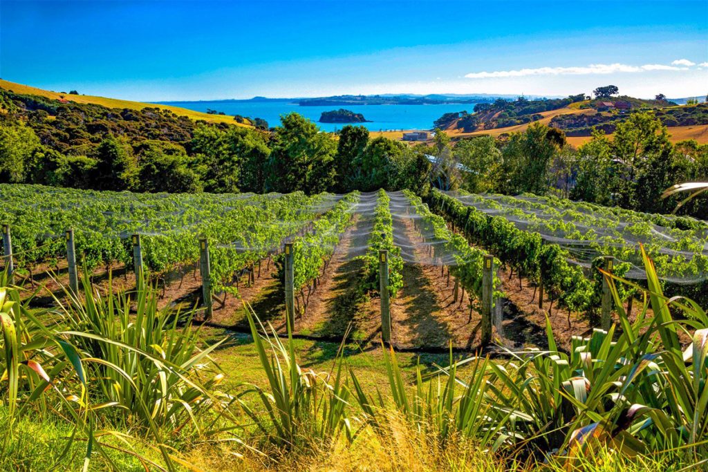 Waiheke’s vineyards and coast