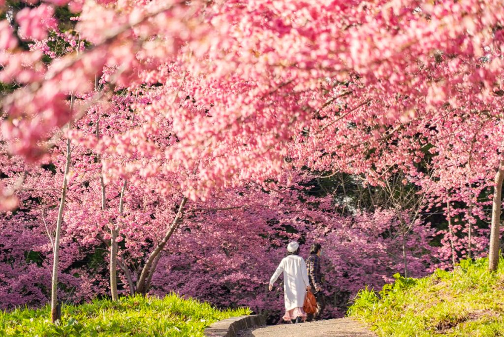 Cherry blossoms in full bloom in Taipei, painting the city in spring colors