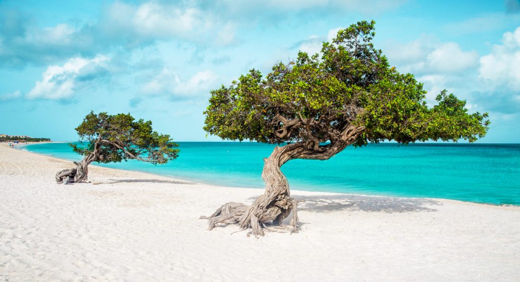 Trees on white sand beach