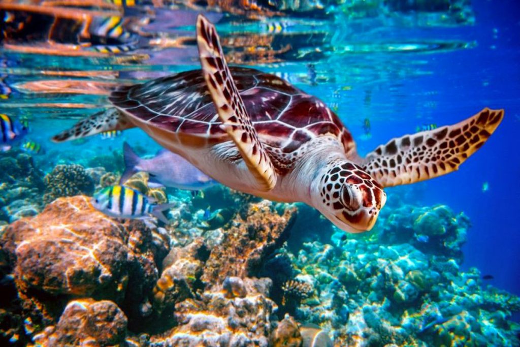 swimming turtle