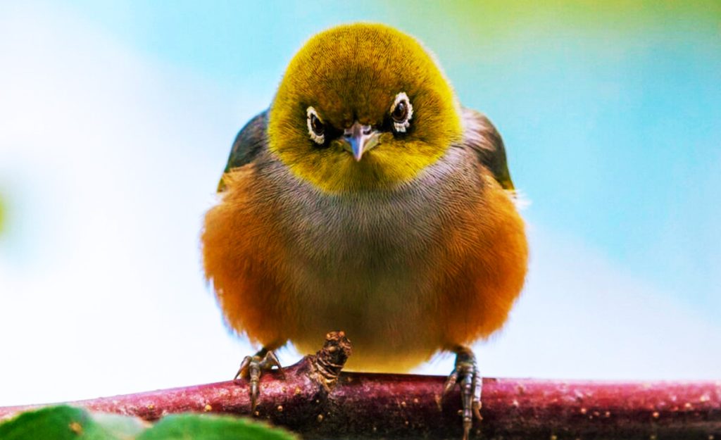 Auckland Silvereye bird