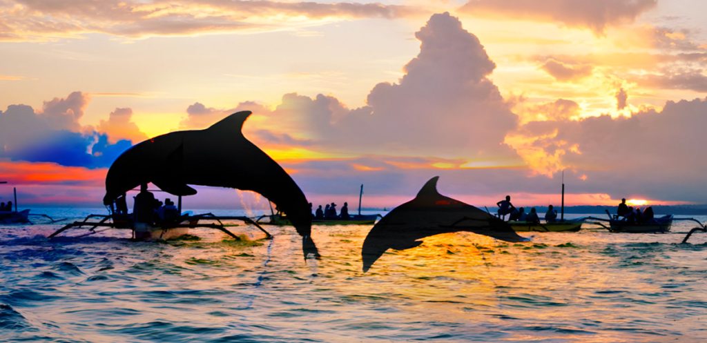 dolphins jumping in sea
