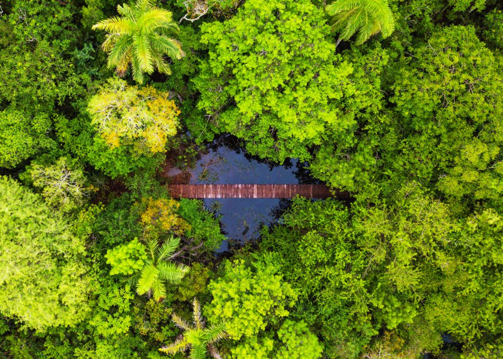 Mastic Trail in Grand Cayman with tropical forest, hiking path, and rich Caribbean biodiversity.
