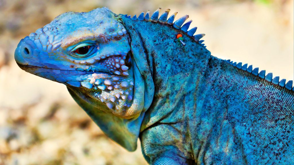 Blue Iguana in Grand Cayman — the endangered reptile found only in the Cayman Islands, often seen at Queen Elizabeth II Botanic Park.