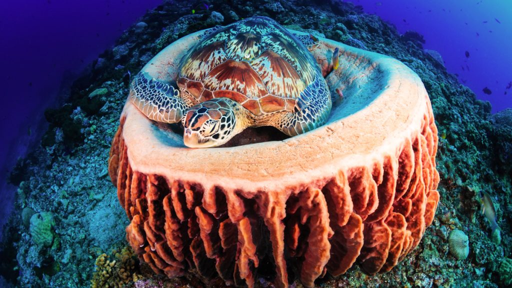 Sea turtle resting in the shallow waters at the Cayman Turtle Centre, Grand Cayman