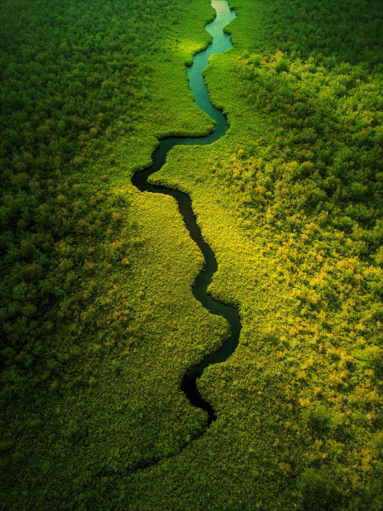 Mangrove forests in Grand Cayman, with tangled roots rising from clear coastal waters that protect shorelines and marine life.