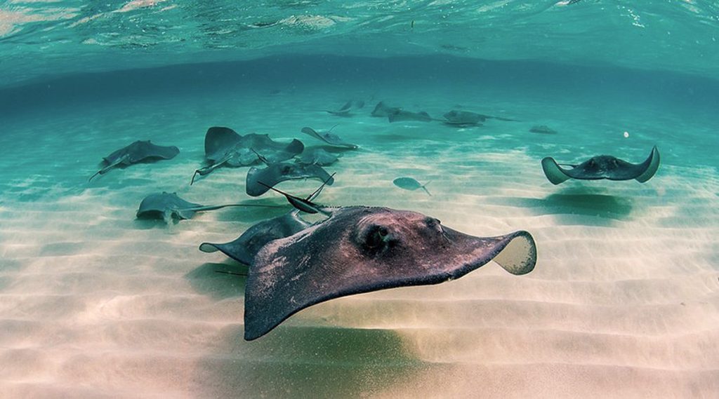 Stingray City in Grand Cayman, where visitors can interact with friendly stingrays in shallow waters