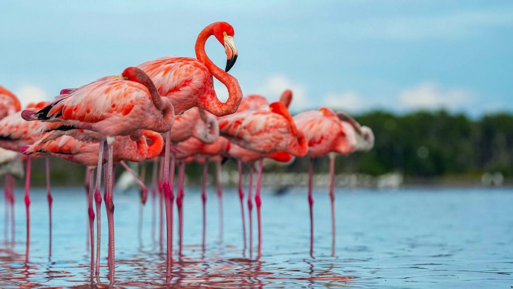 Pink flamingos in water
