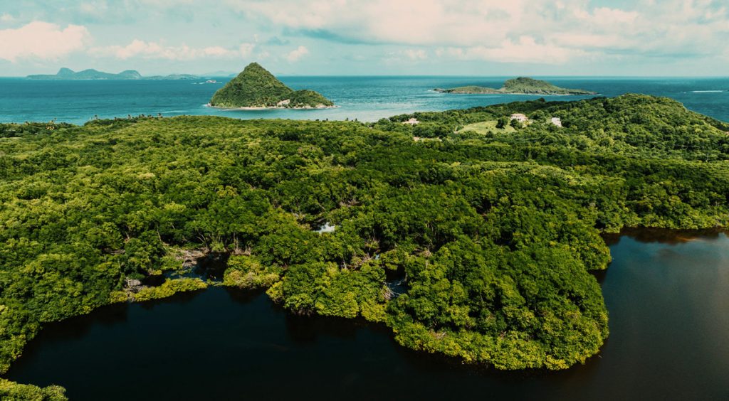 mangroves in Grenada