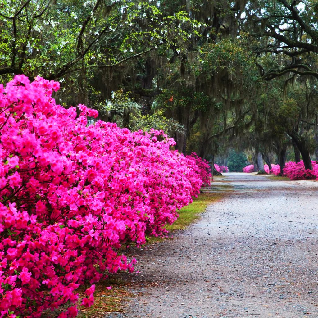Bonaventure Cemetery