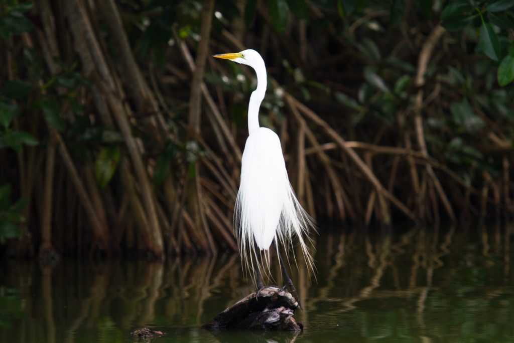 Pelican in water