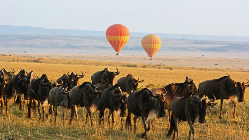 Wildebeest migration