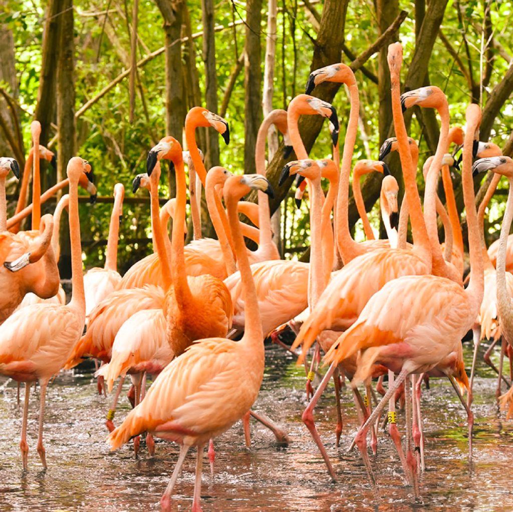Group of Flamingios 