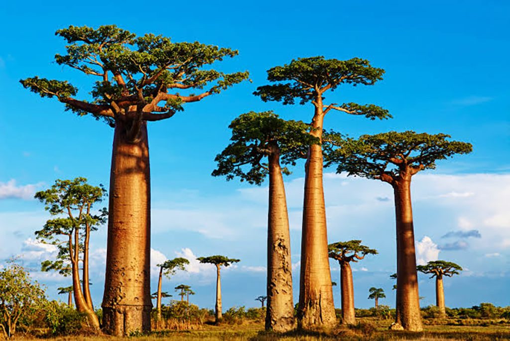 baobab trees