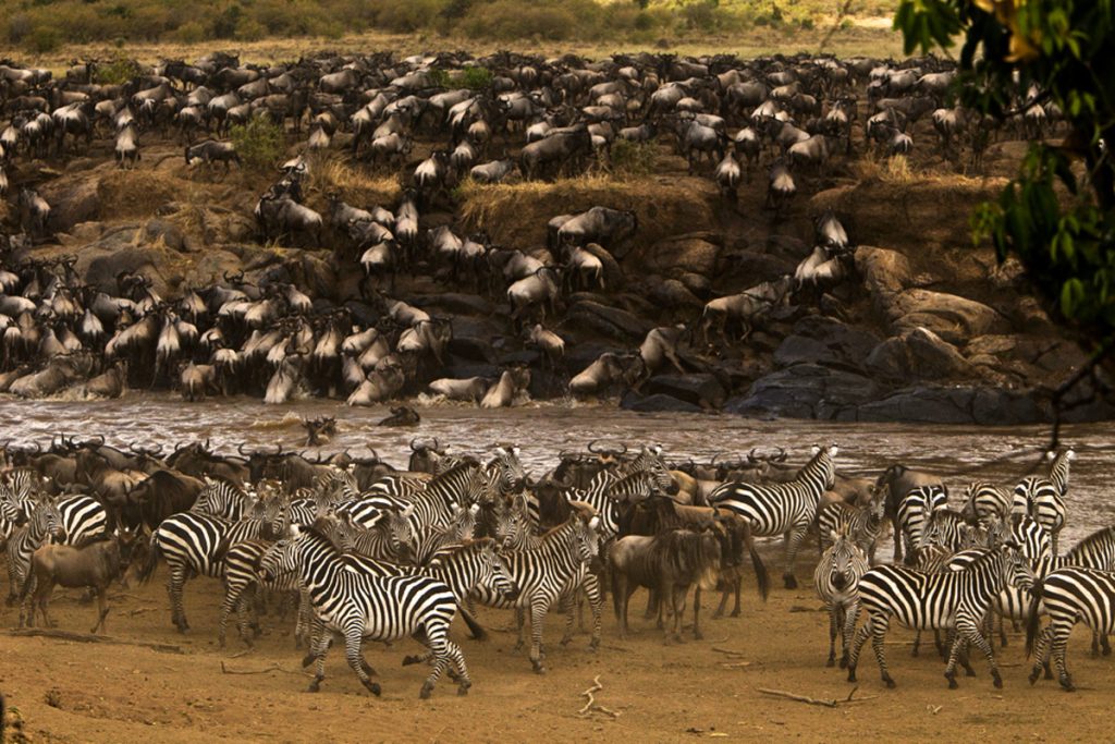 Wildebeest and zeebras