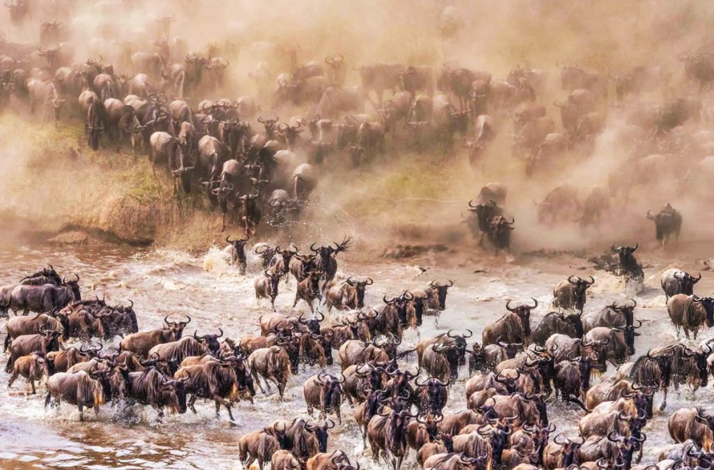 Wildebeest migration