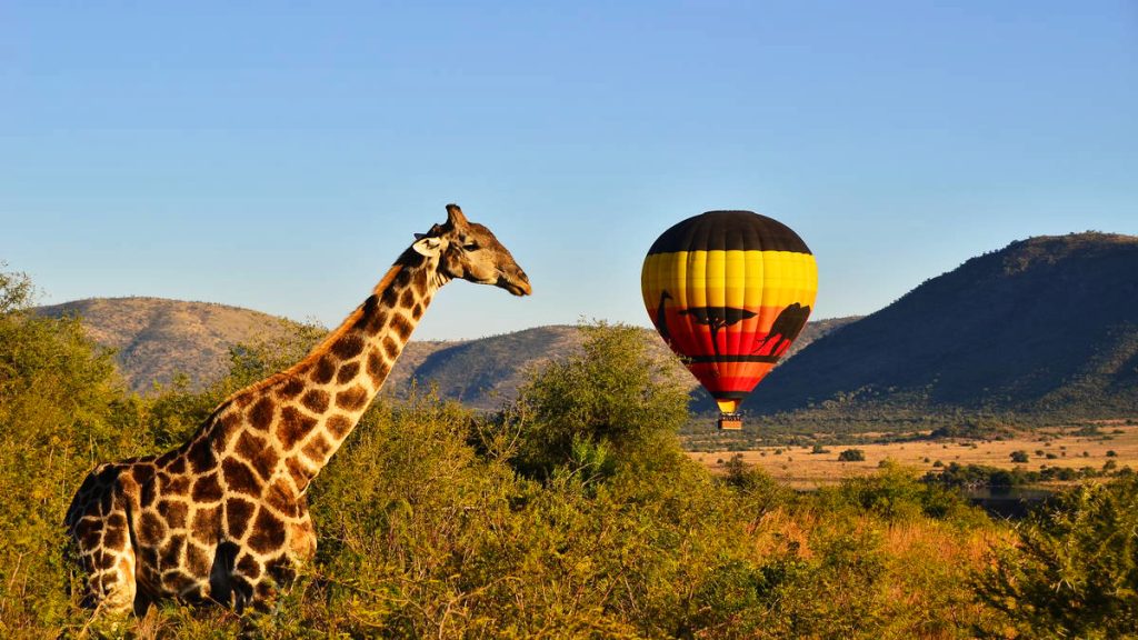 Giraffe and hot air balloon