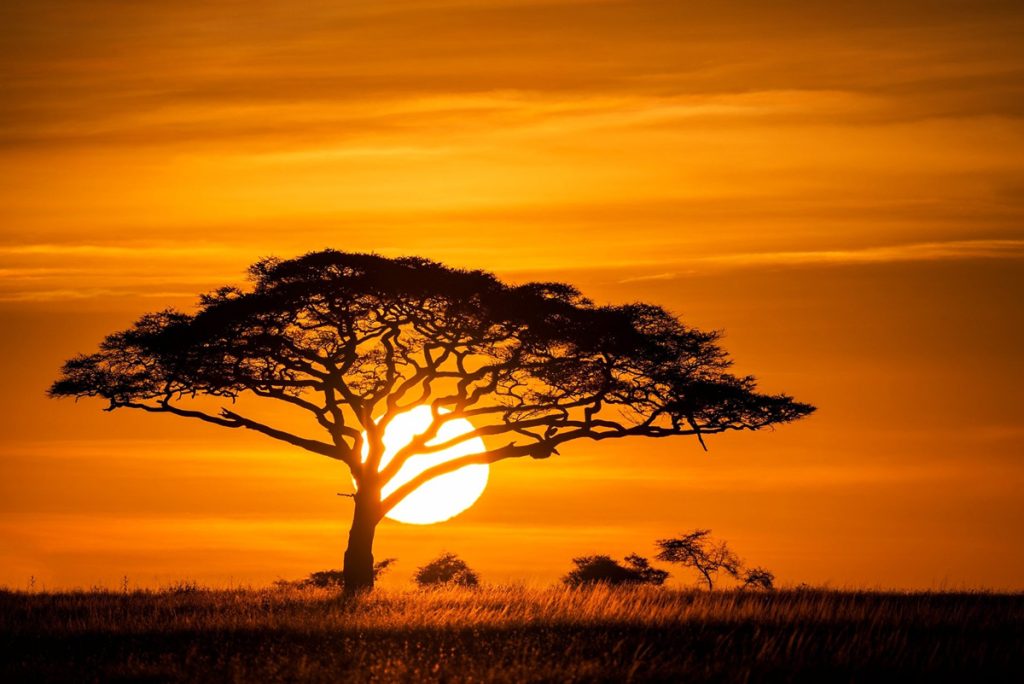 sunsetting on the Serengeti