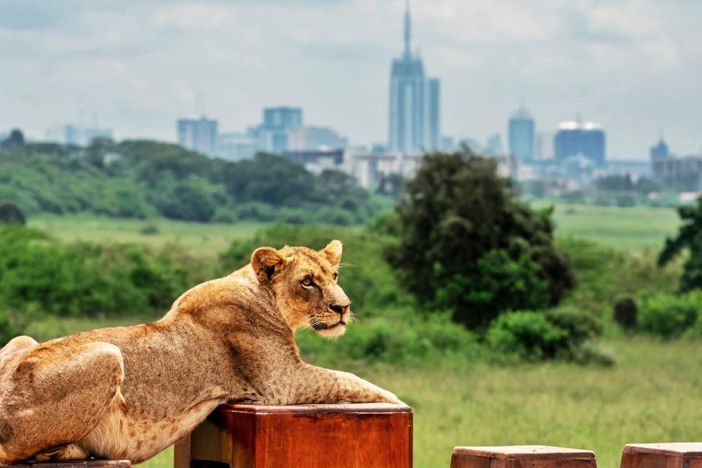Lion in Nairobi Park