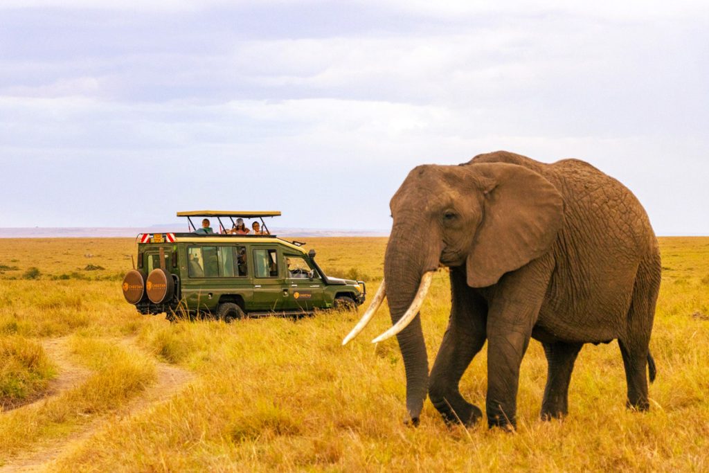 Elephant Serengeti