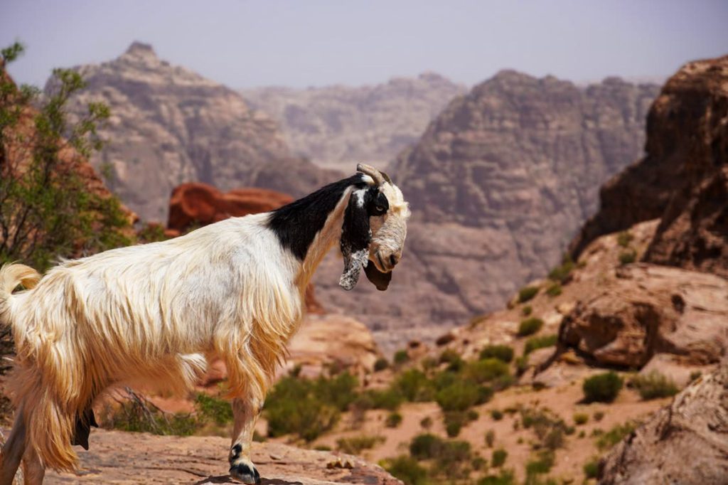Mountain Goat
