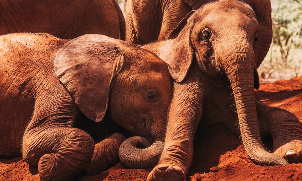 baby elephants
