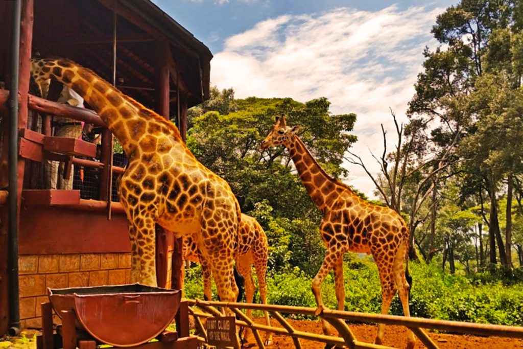 giraffes in park