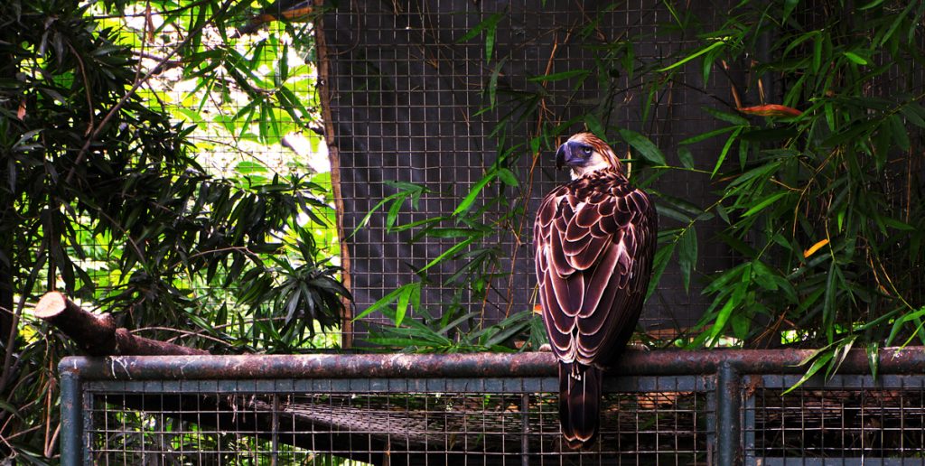 Philippine eagle