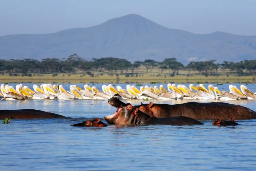 A serene freshwater lake where hippos and birdlife thrive