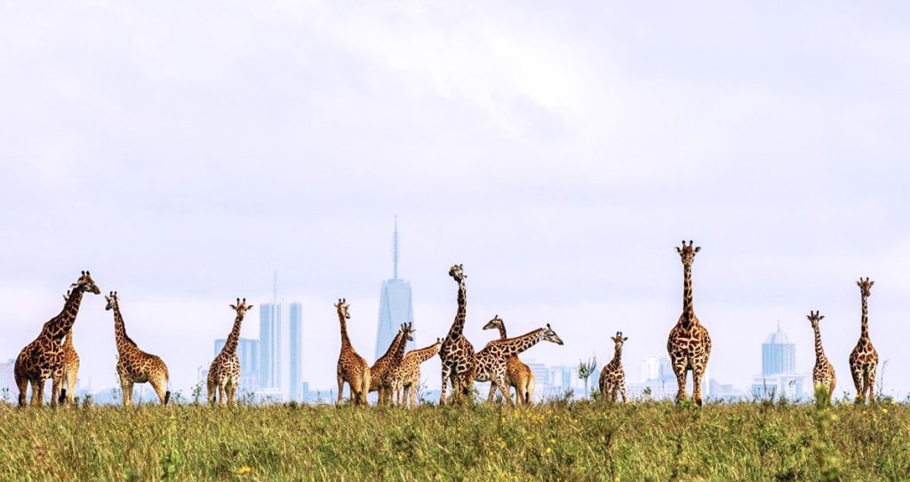 Giraffes in Nairobi Park