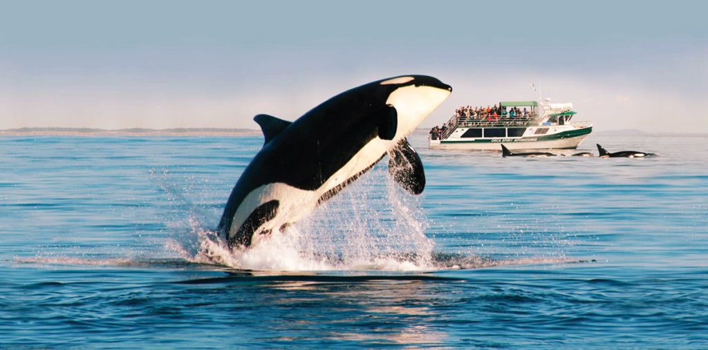 Orca jumping