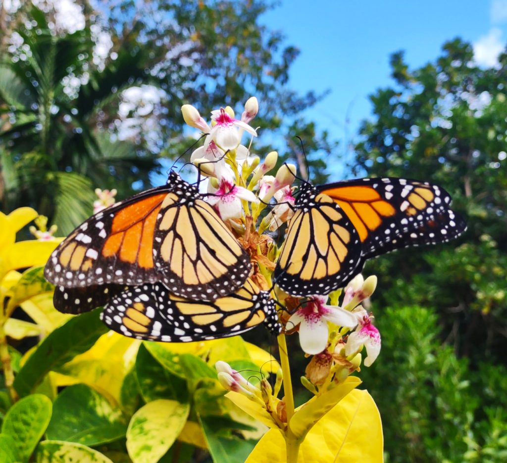 2 monarch butterfly