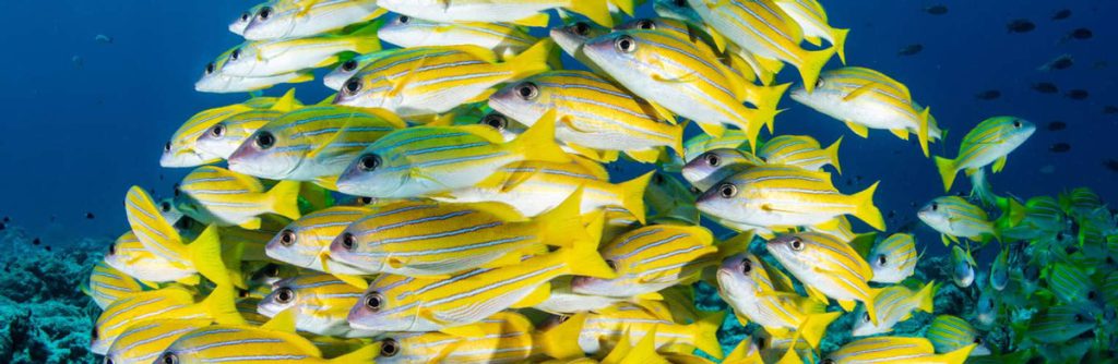 yellow fish coral reef 