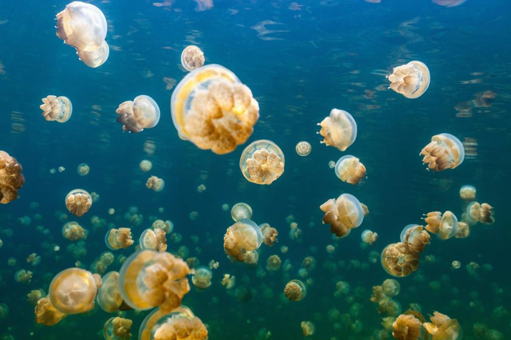 jellyfish 