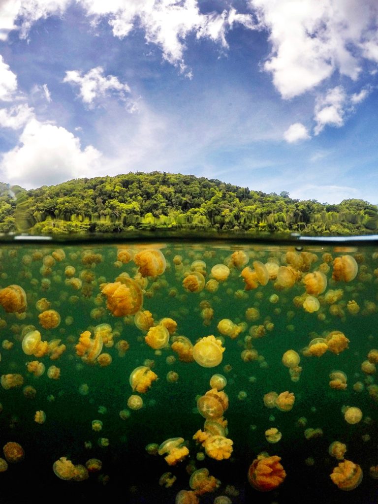 jellyfish Palau 