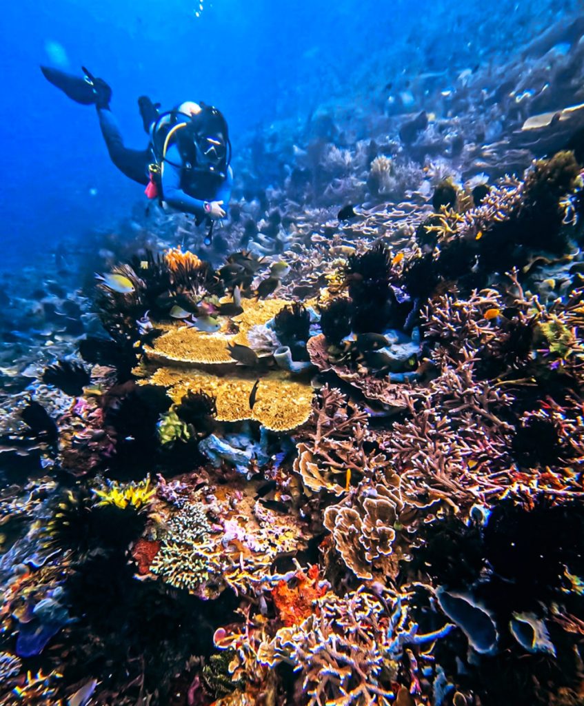 scuba diving coral reef 