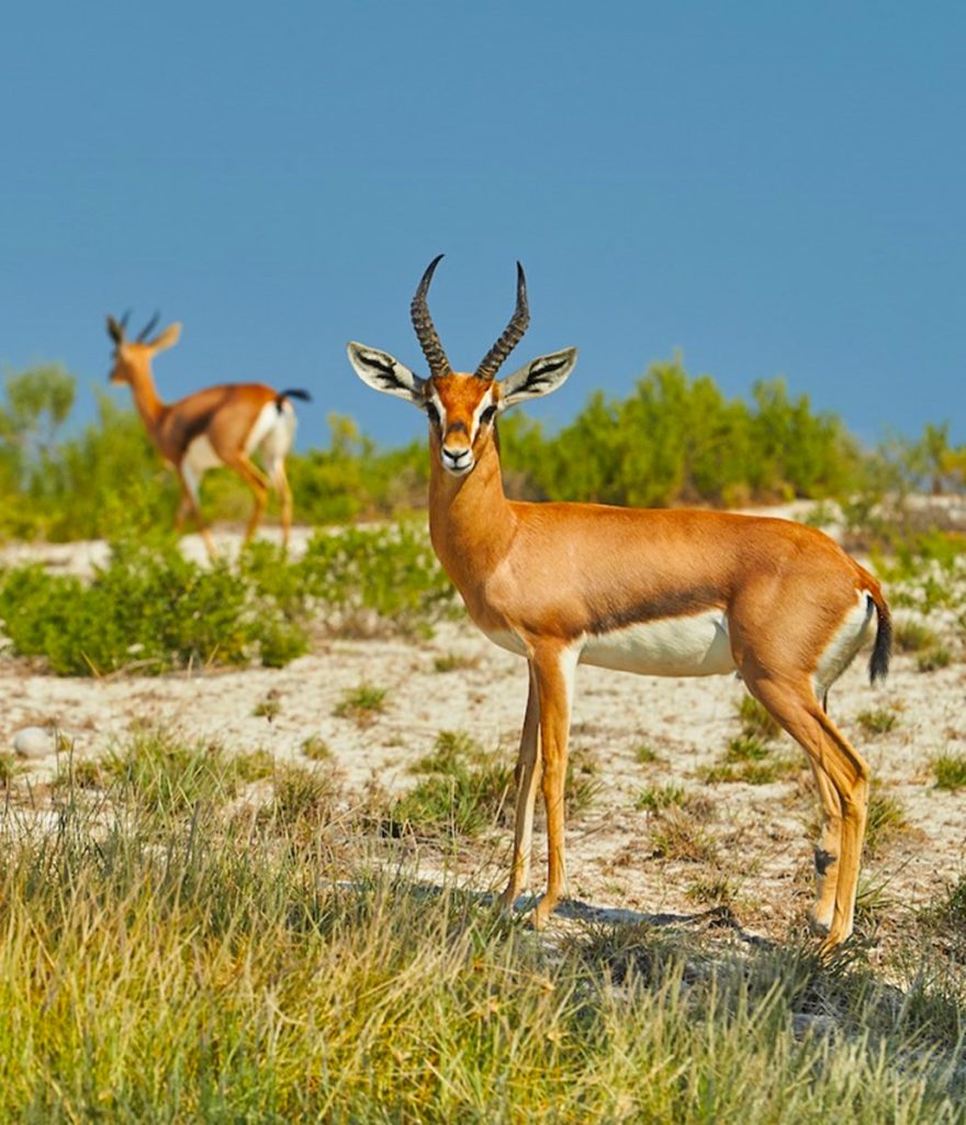 Saadiyat Cultural District wildlife