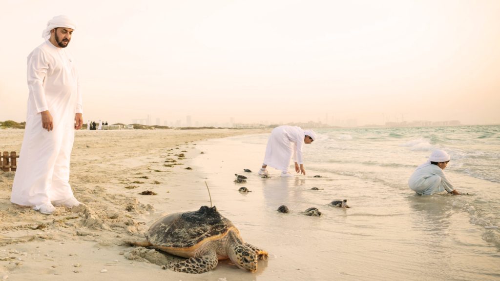 Saadiyat Cultural District Turtles