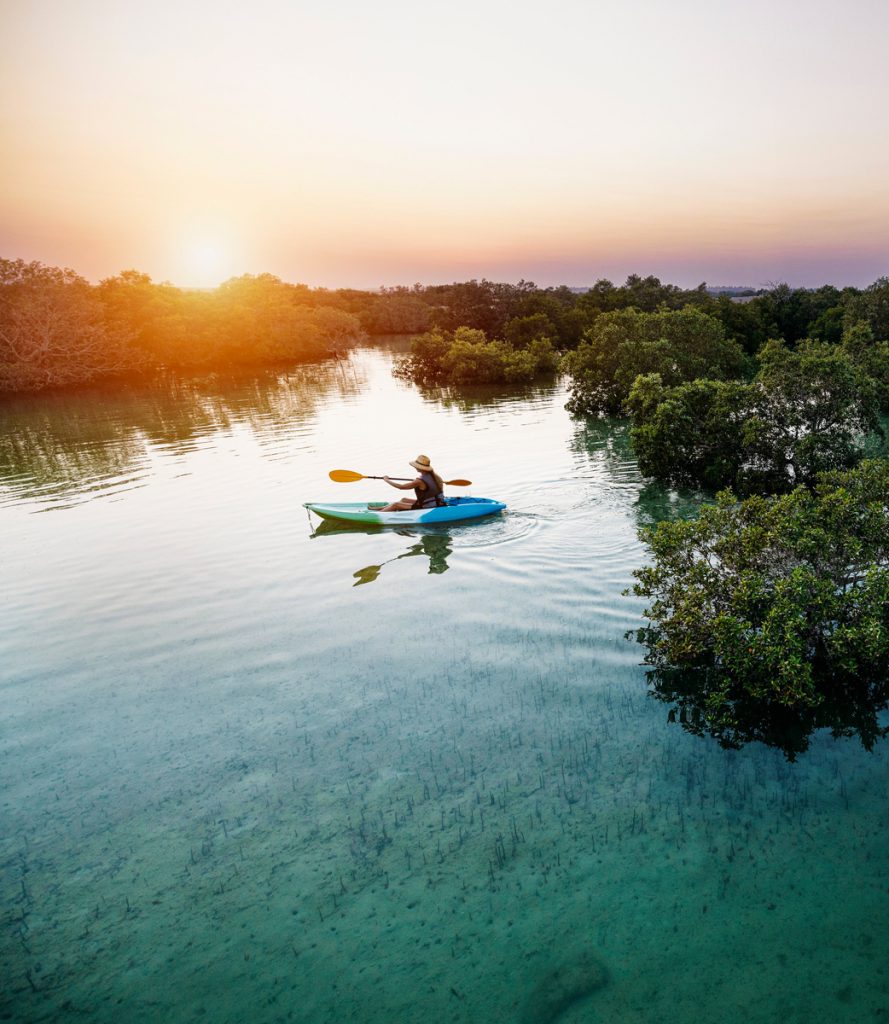 Saadiyat Cultural District mangrooves